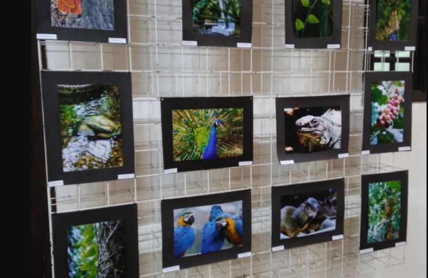 Exposição retrata belezas do Orquidário | Jornal da Orla