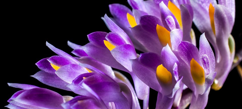 Exposição de Orquídeas em Guarujá