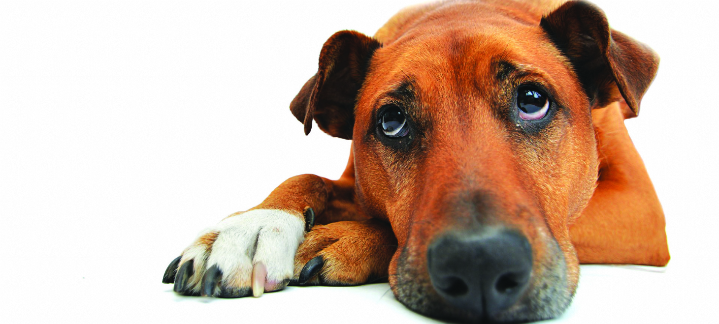 Sintomas da gastrite em cães | Jornal da Orla