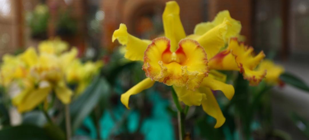 Feira de Orquídeas acontece no Orquidário de Santos