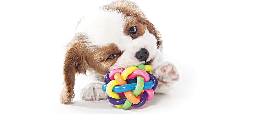 Como escolher brinquedos para pets | Jornal da Orla