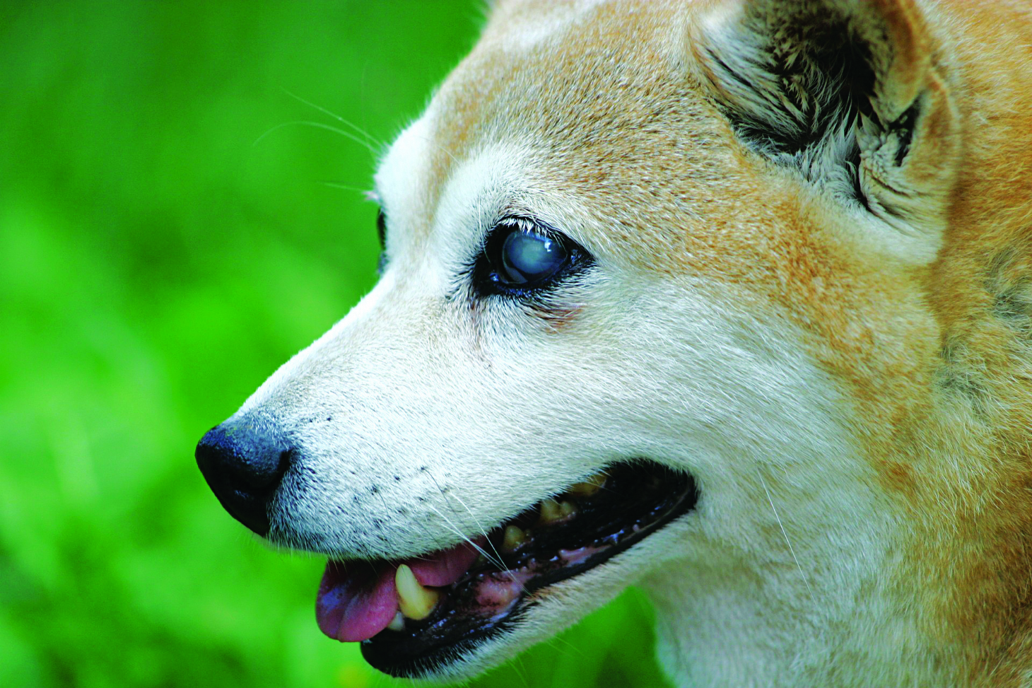 Como cuidar de um cão cego | Jornal da Orla