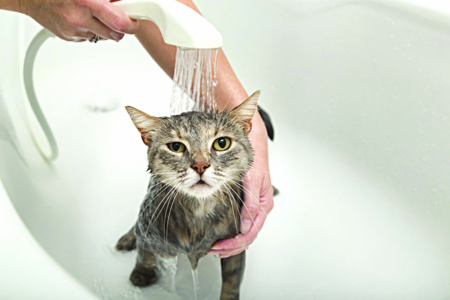 Gato precisa tomar banho? | Jornal da Orla