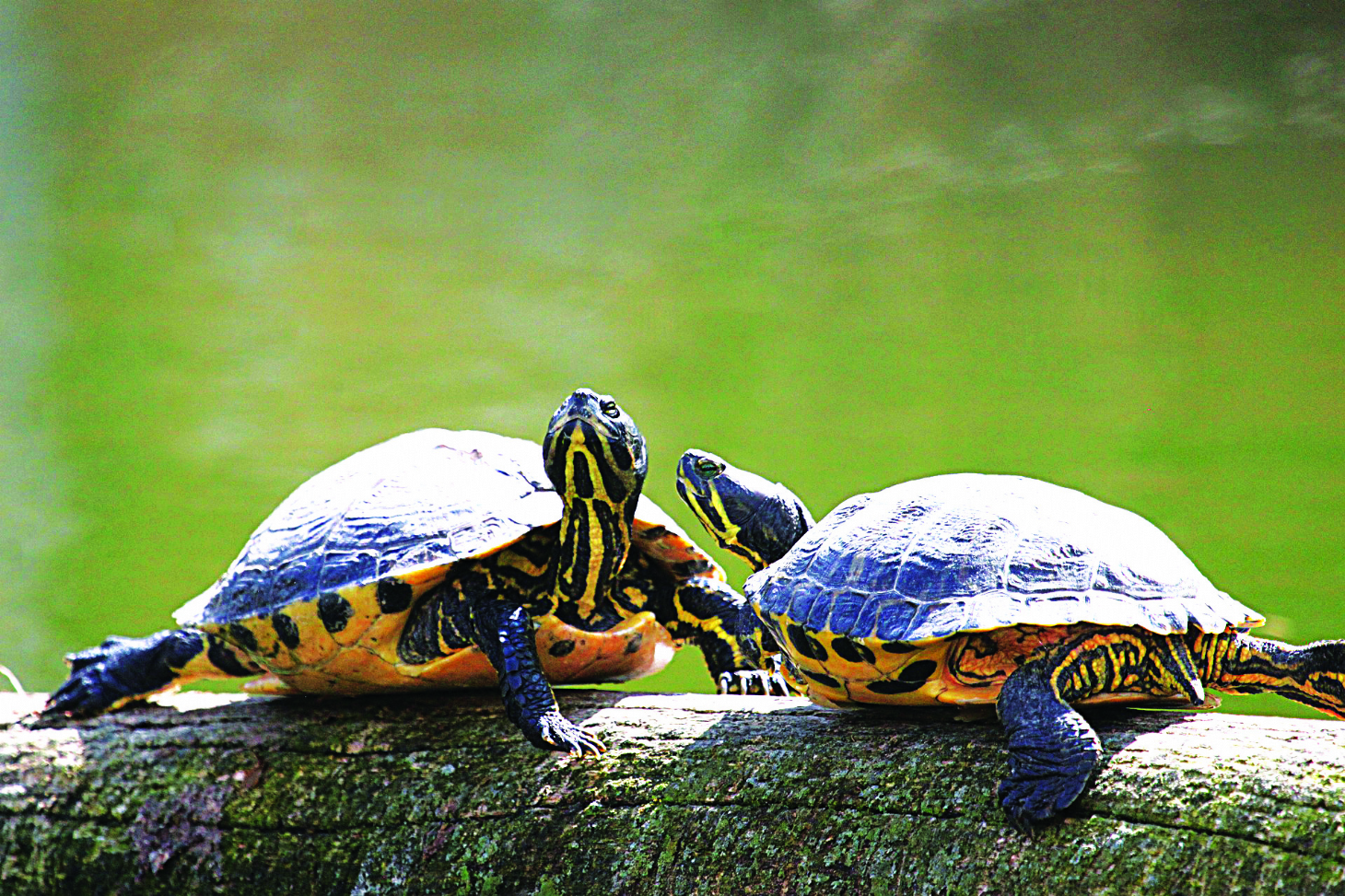 Alimentando a tartaruga | Jornal da Orla