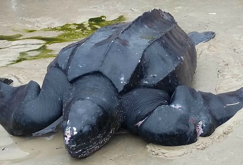 Presa em rede, tartaruga-gigante é salva em Guarujá | Jornal da Orla