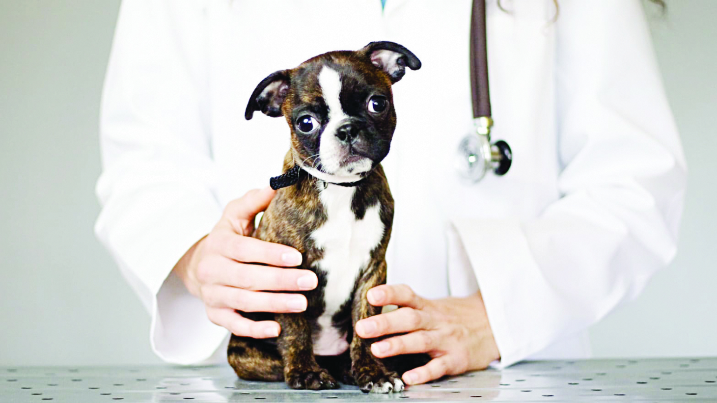 Medicina preventiva pode salvar a vida do pet | Jornal da Orla