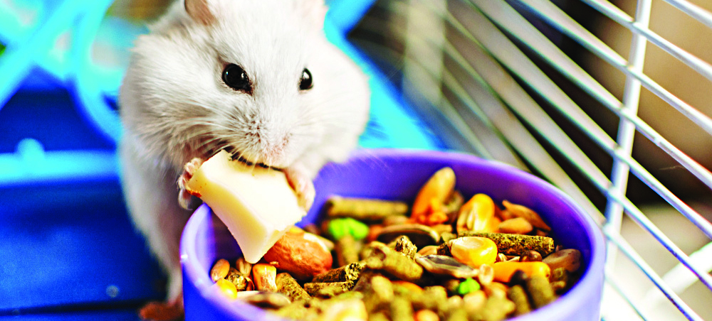 Hamster acima do peso? | Jornal da Orla