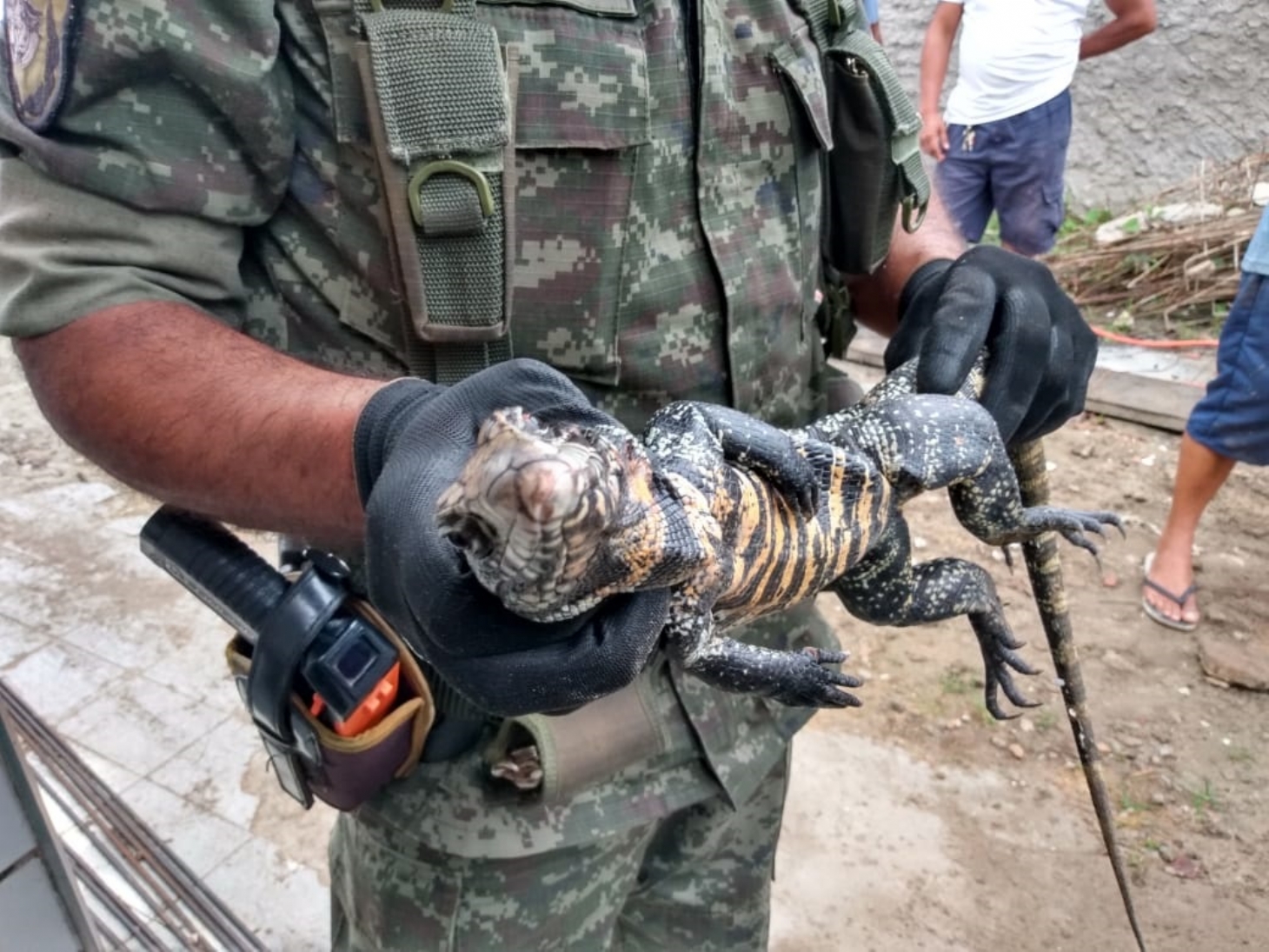 Lagarto é resgatado em vestiário de clube de São Vicente