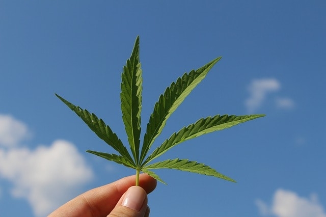 Anvisa autoriza fabricação e venda de medicamentos à base de Cannabis | Jornal da Orla