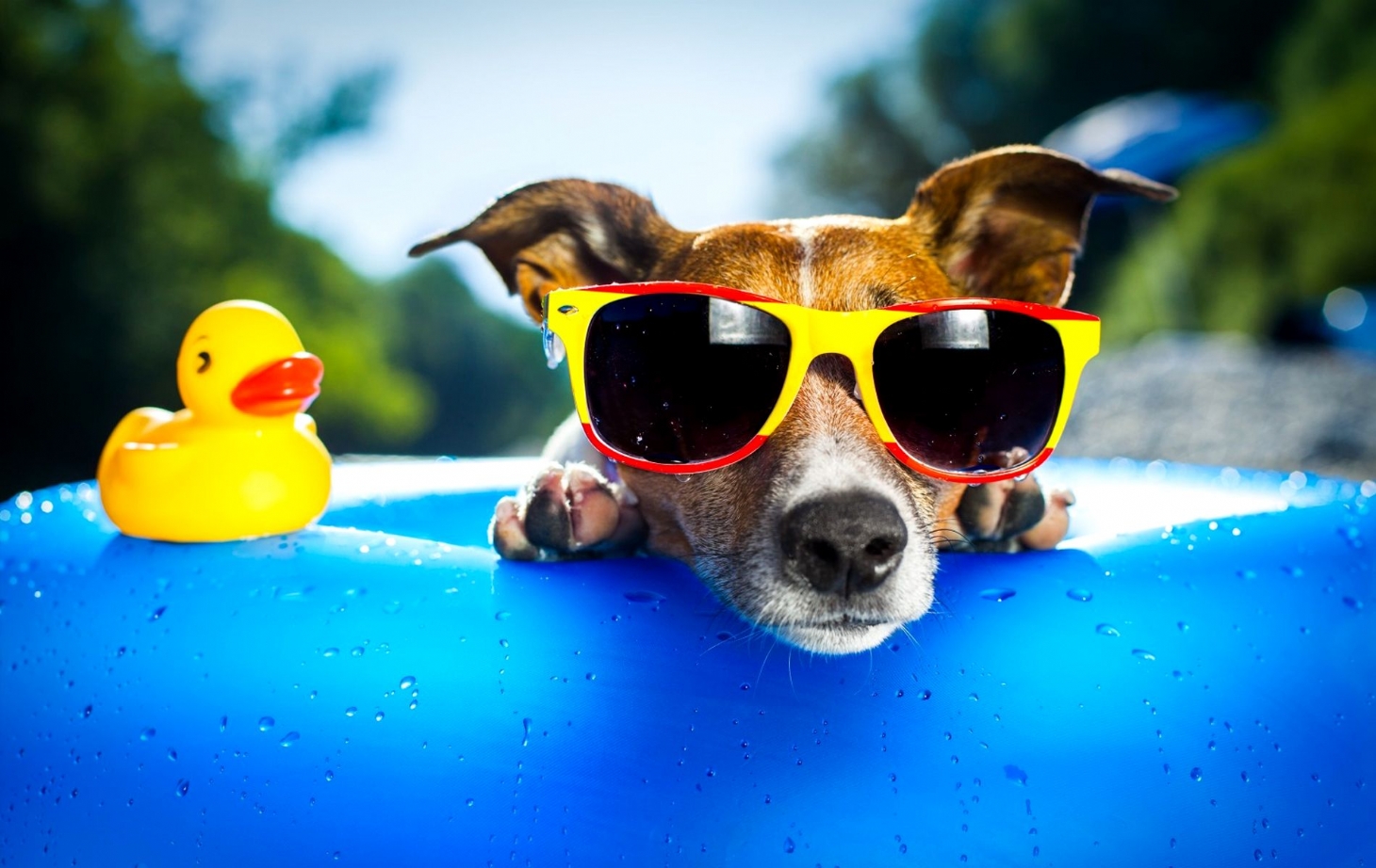 Pets requerem cuidados especiais em dias quentes | Jornal da Orla