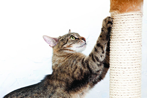 Qual arranhador para gato escolher? | Jornal da Orla