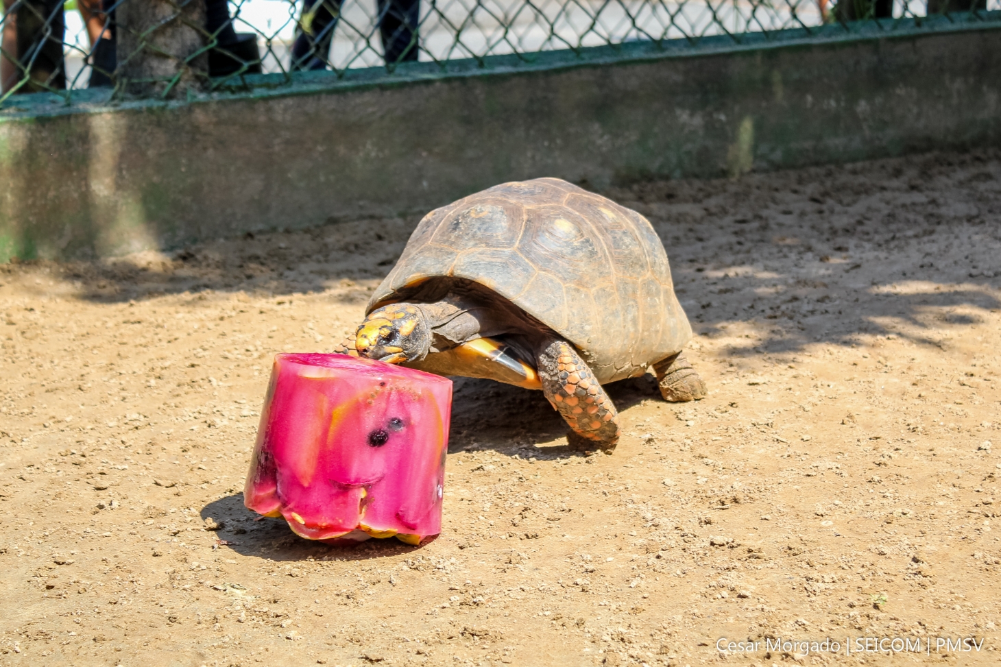 Parque Ecológico Voturuá oferece picolés de frutas para os animais nos dias mais quentes