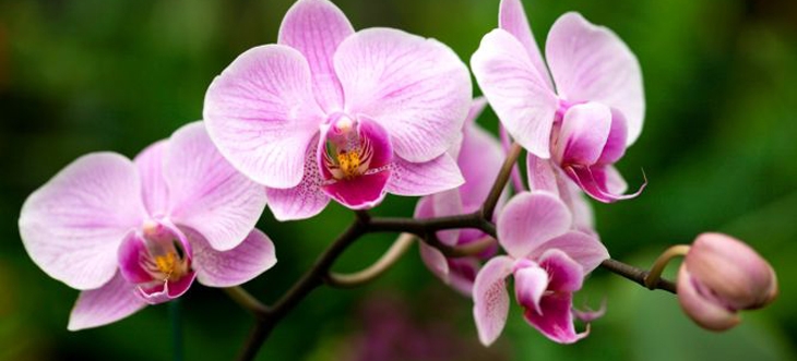 Expo de flores e plantas no Orquidário