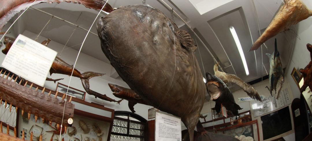 Museus do Mar e Marítimo está na rota da Linha Conheça Santos