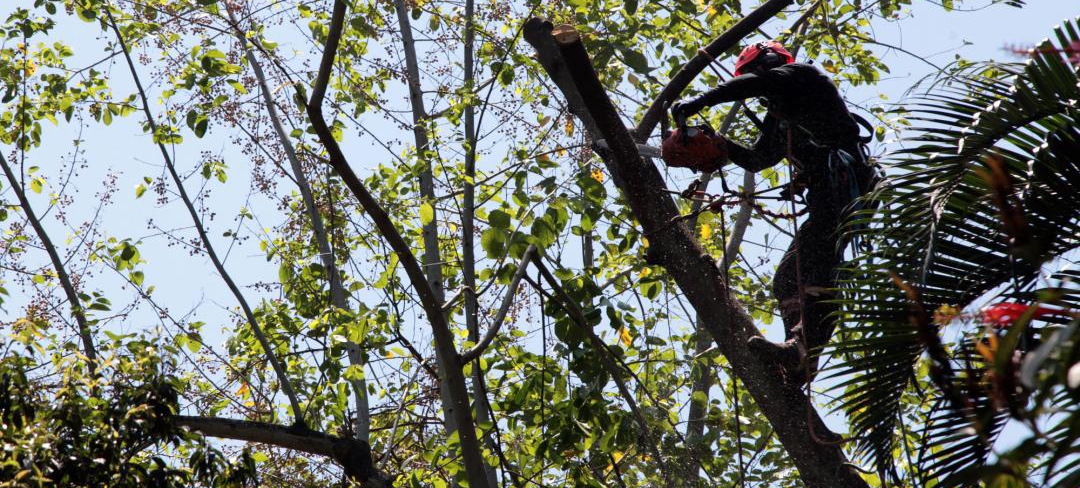 Orquidário inicia poda e remoção de vegetais danificados