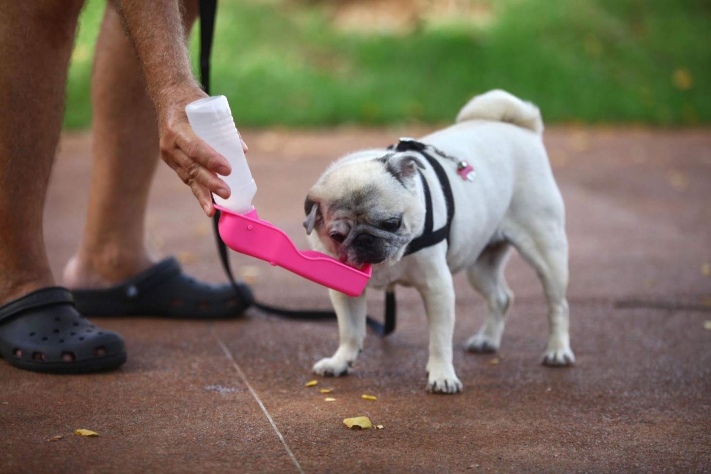 Cães precisam de atenção redobrada na hora do passeio neste verão | Jornal da Orla