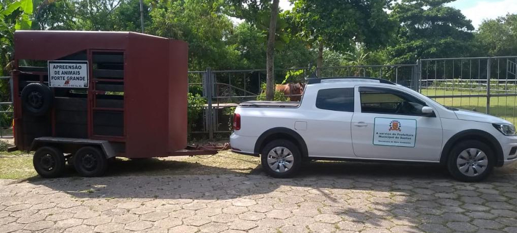Serviço de recolhimento de animais de grande porte já está funcionando em Santos | Jornal da Orla