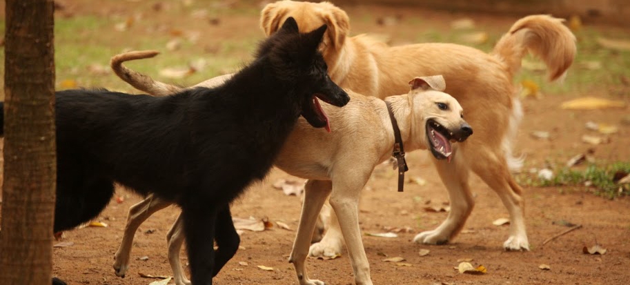 Reforma do parque de cães, na Praça do Sesc, começa em março