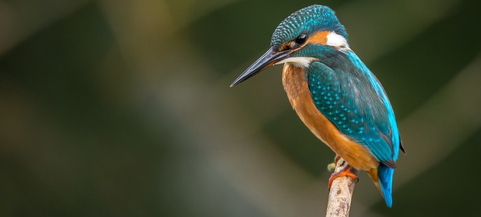 Curso de aves no Orquidário alerta sobre necessidade de conservação ambiental | Jornal da Orla