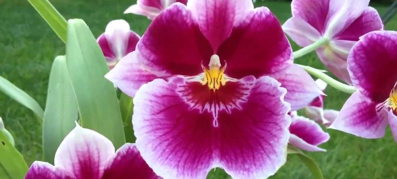 Final de semana terá Feira de Orquídeas em Santos