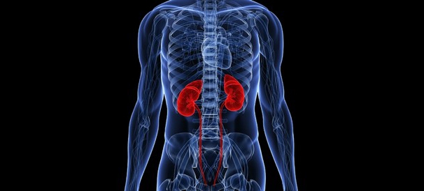 Dia do Rim: câncer renal afeta mais homens que mulheres