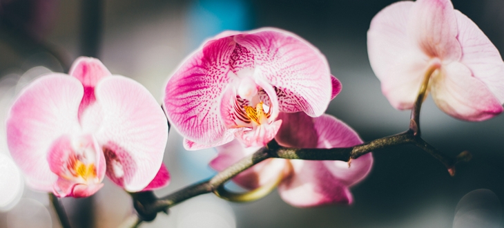Feira de Orquídeas em Santos