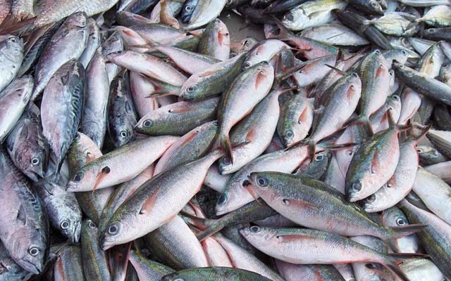 Sexta-Feira Santa: barracas em Santos vendem pescados no período da manhã | Jornal da Orla