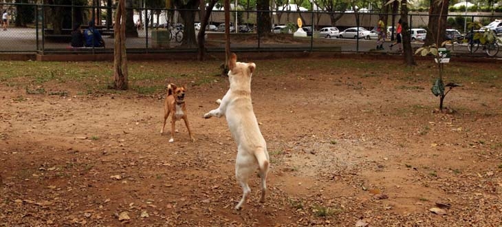 Obras na Praça dos Cães começam nesta segunda-feira