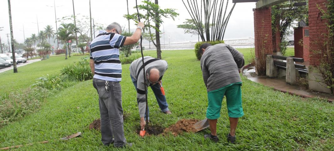 Curso de cuidadores de árvores em Santos está com inscrições abertas