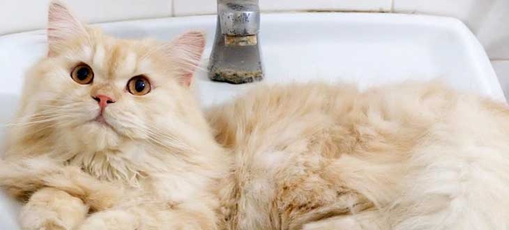 Como dar banho a seco nos gatos? | Jornal da Orla