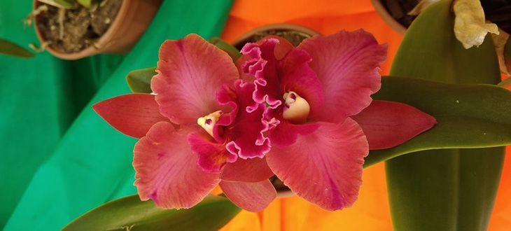 Feira de Orquídeas para o Dia das Mães no Orquidário de Santos