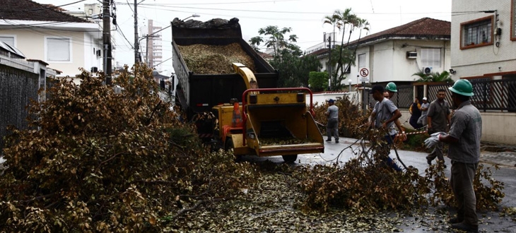 Árvores tombadas em ventania em Santos começam a ser recolhidas