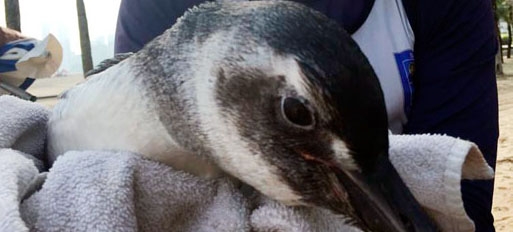 Guarda Costeira de Praia Grande resgata pinguim ferido | Jornal da Orla