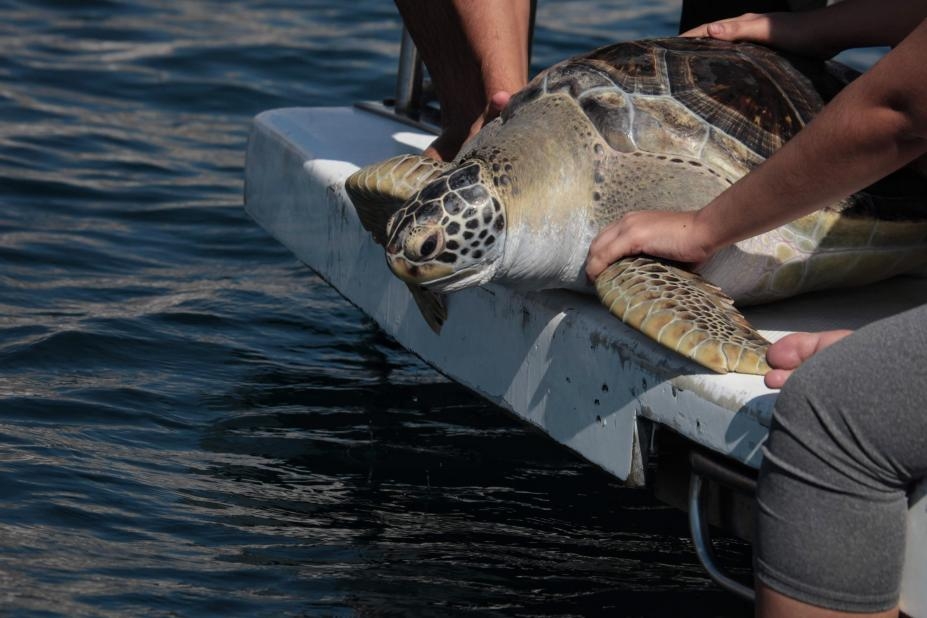 Tartarugas retornam ao mar após tratamento no Aquário de Santos | Jornal da Orla