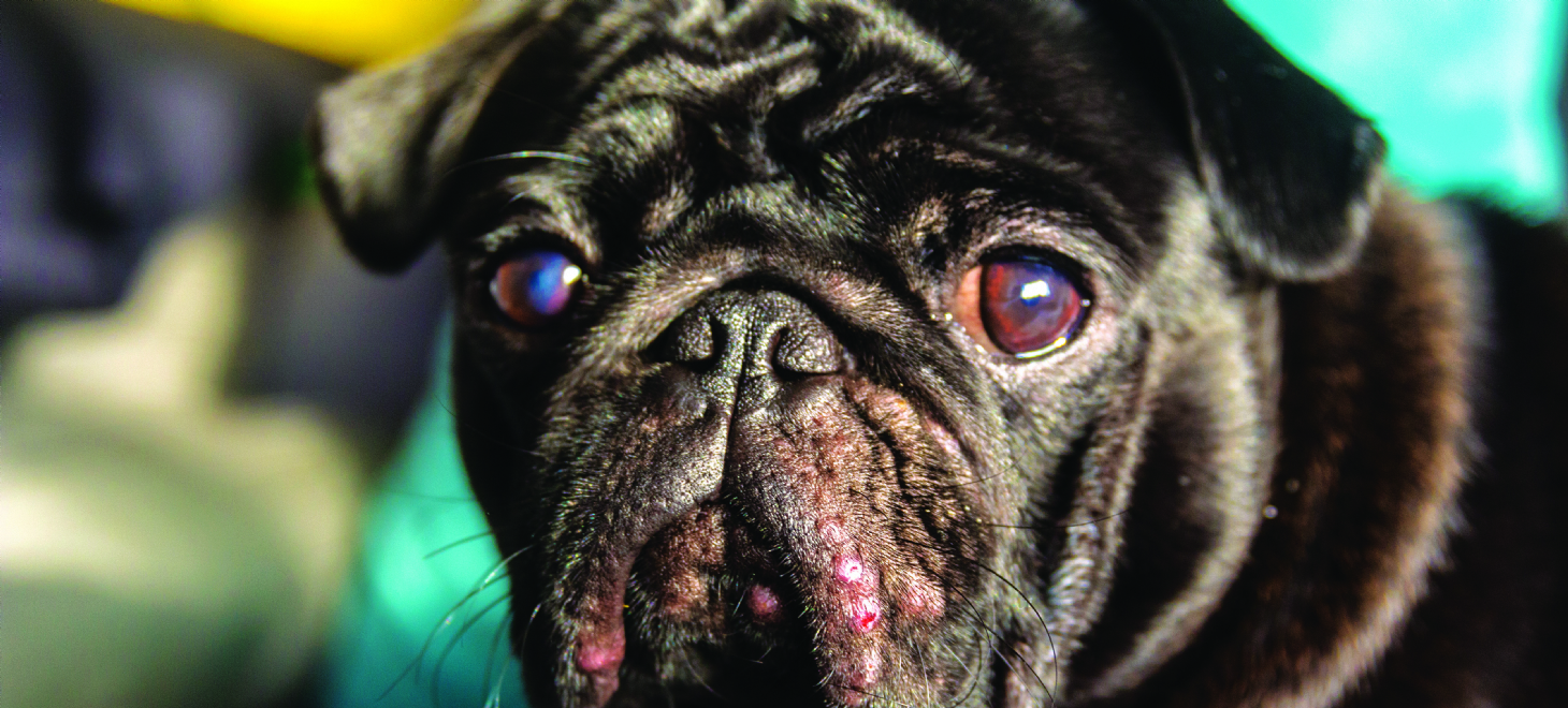 Pets podem ter acne | Jornal da Orla