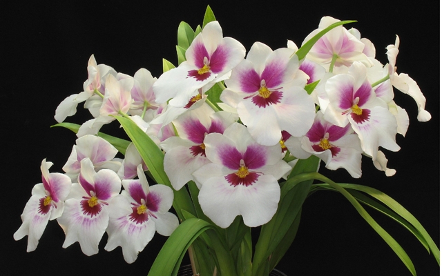 Feira de Orquídeas é a atração do fim de semana no Orquidário de Santos