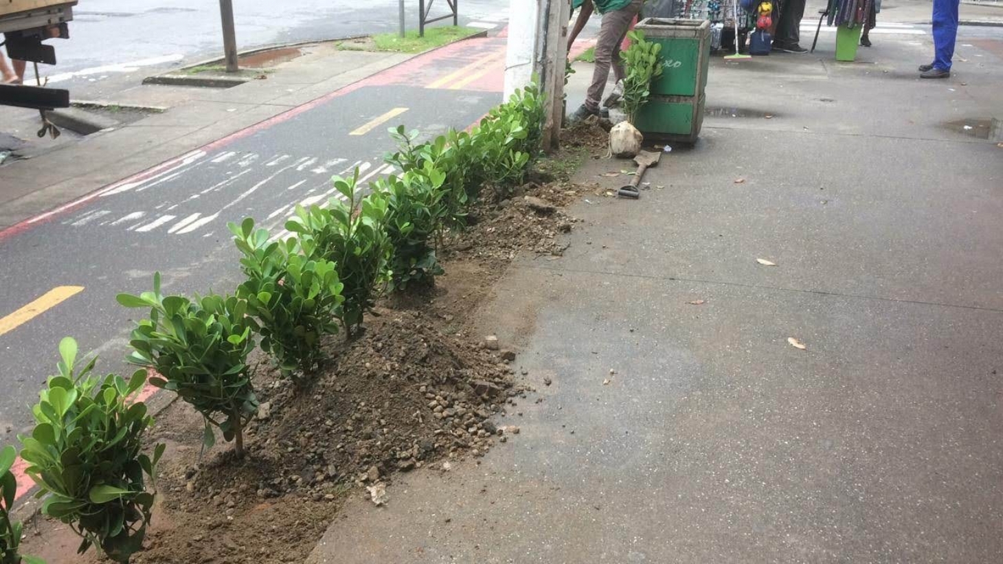 Mais de 1.500 novas árvores já foram plantadas em Santos desde o início do ano
