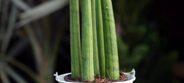 Plantas para usar no apartamento