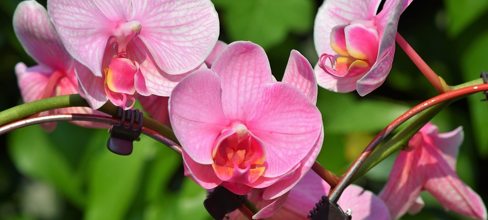 Feira de Orquídeas volta a ser realizada em Santos neste final de semana