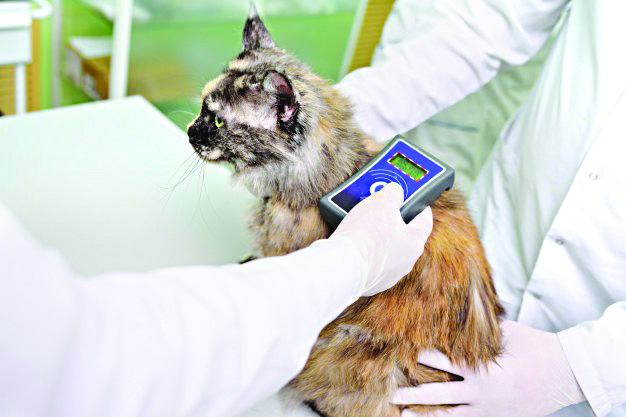 Microchip em pets: vale a pena implantar? | Jornal da Orla