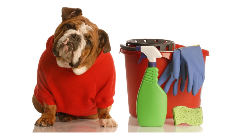 Casa com pets: como manter a limpeza? | Jornal da Orla