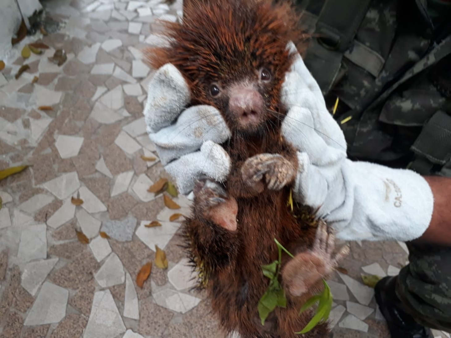 Guarda Civil de São Vicente resgata ouriço-cacheiro | Jornal da Orla