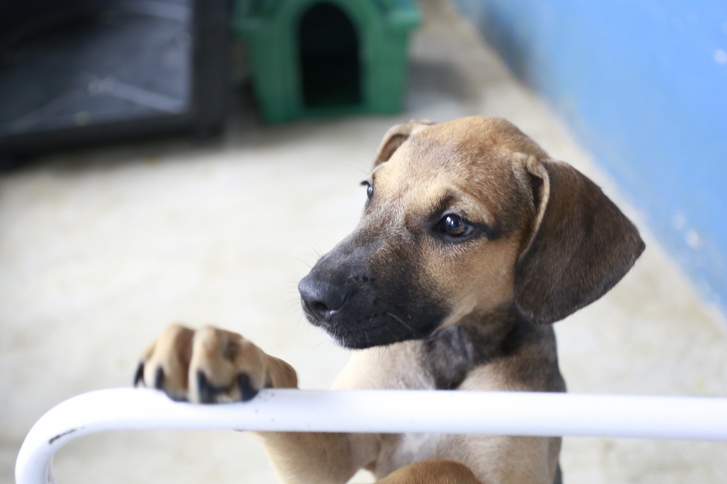 Pets do Canil Municipal de Guarujá aguardam um lar
