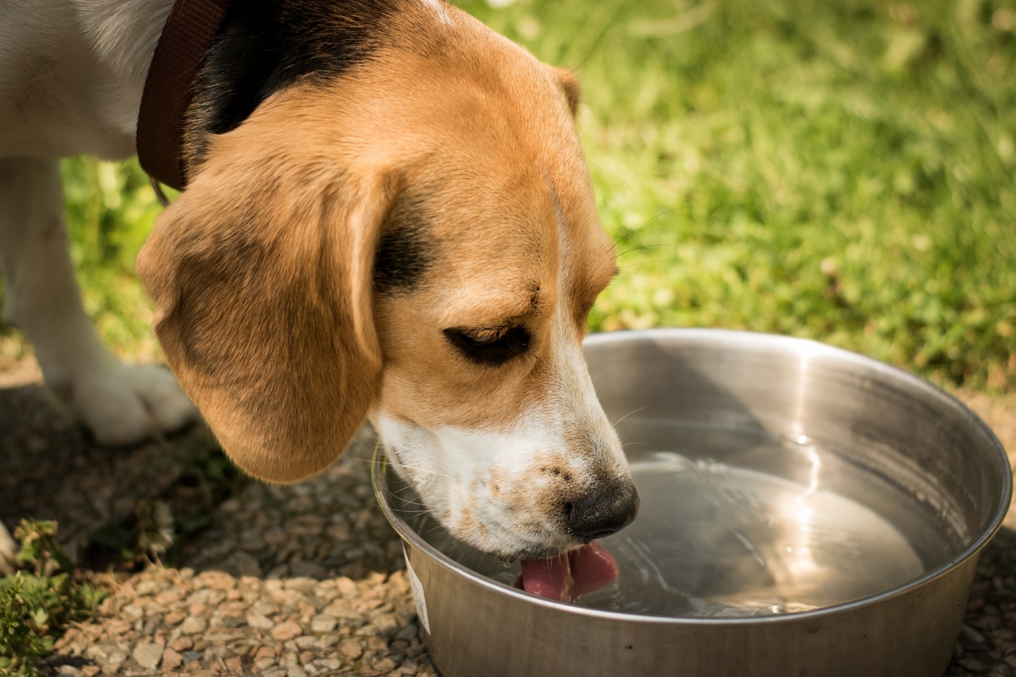 Como fazer o pet beber mais água no verão? | Jornal da Orla