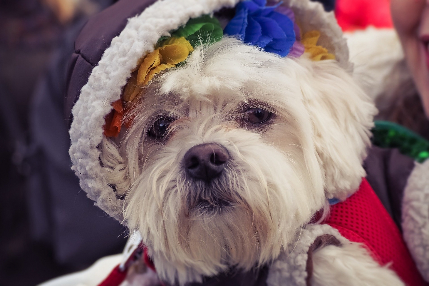 Shopping tem atrações de carnaval para pets e toda família