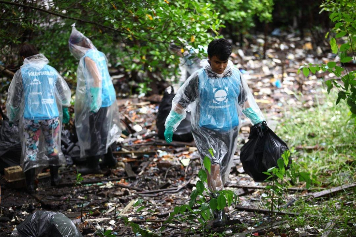 Mutirão inscreve voluntários para limpeza de mangue em Santos | Jornal da Orla