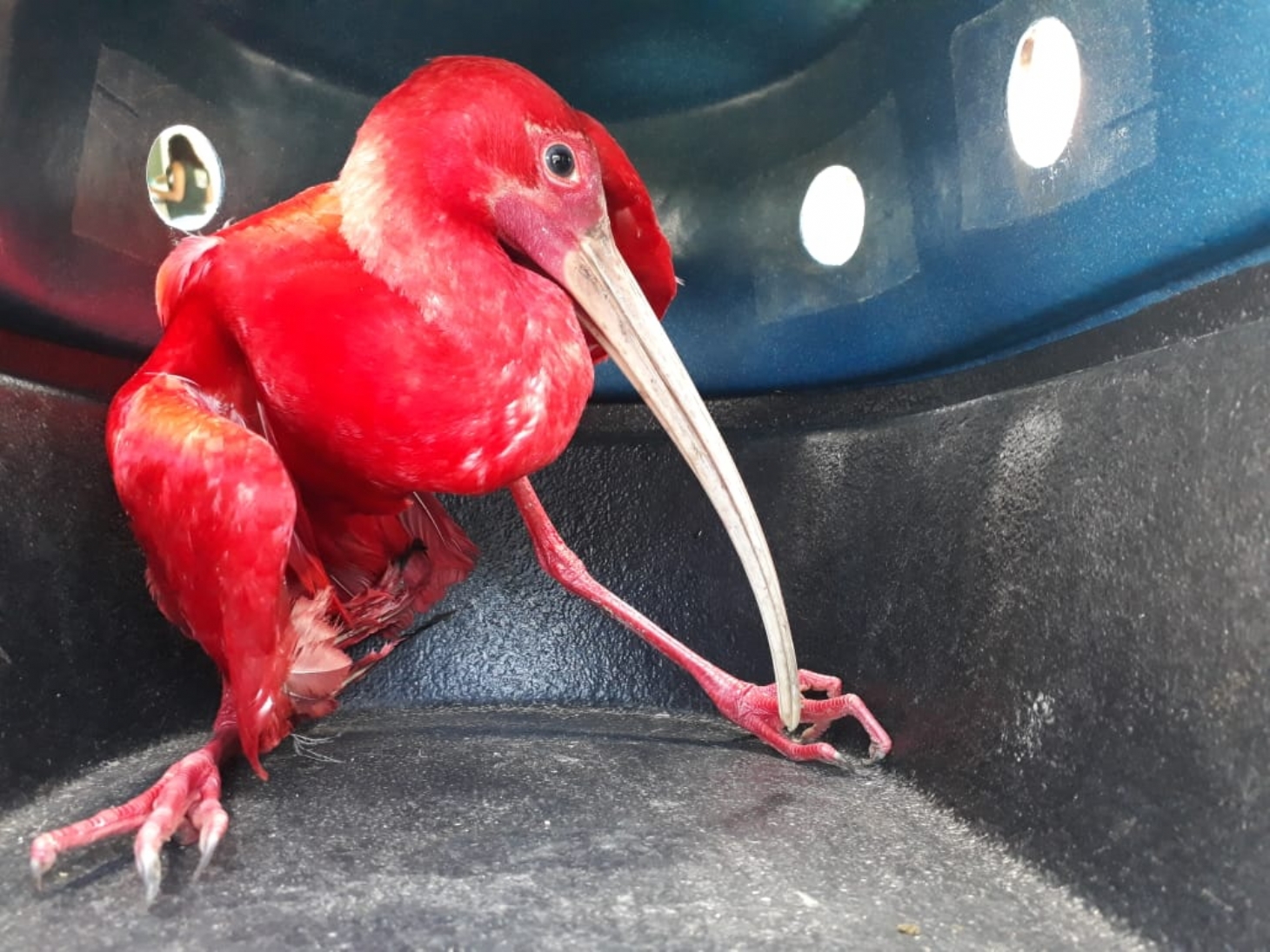 Guarda Civil Ambiental resgata guará-vermelho em São Vicente