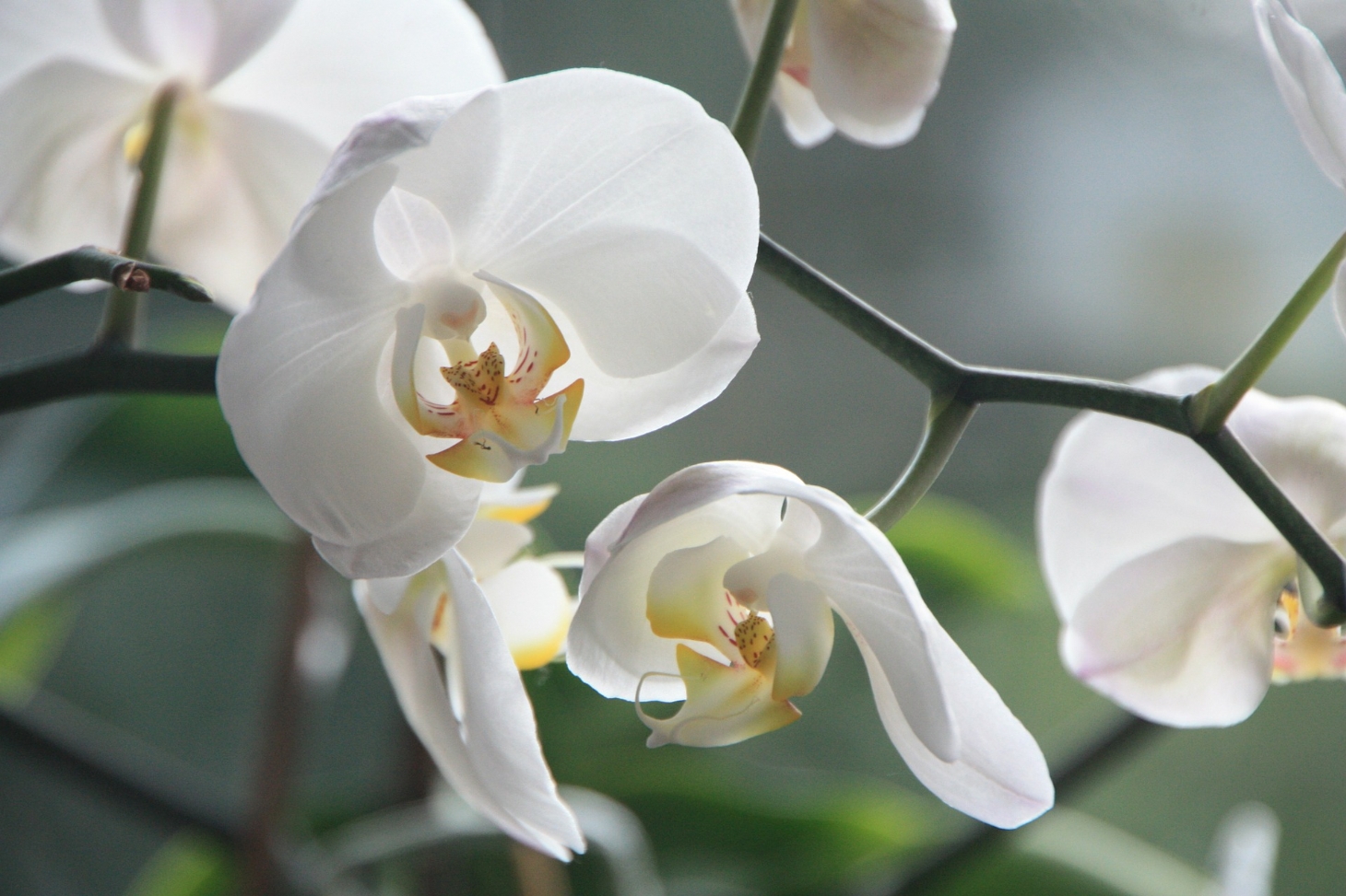 Santos recebe feira e oficina de orquídeas neste fim de semana