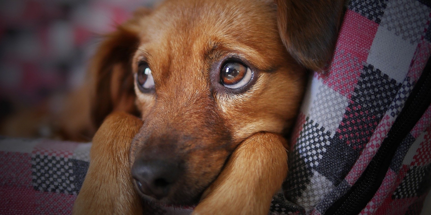Cães e gatos também têm depressão | Jornal da Orla
