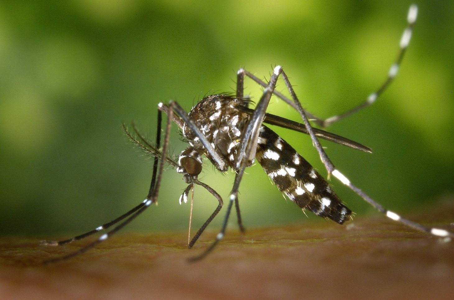 Ecovias promove mutirão de combate à Dengue nesta segunda-feira (10)
